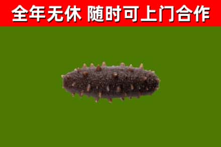玉树烟酒回收干海参.jpg